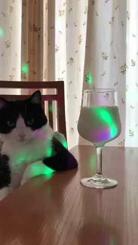 🕺🪩✨✨  #cat #cats #catsoftiktok #catlover #fy #fyp #fypシ #tiktok #funny @TikTok @tiktok creators 