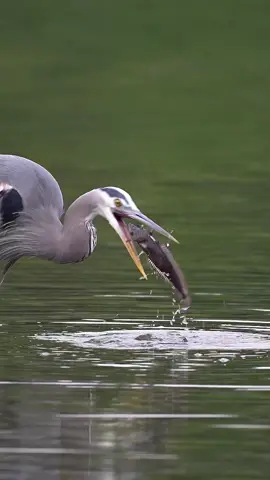 Some birds really have to work for their food. Great blue herons definitely put in the hours it takes to catch the tastiest fish. In this case, a fish from the Sculpin family, a planefin midshipman. This fish has come into the shallow water to spawn. It has most likely already laid its eggs somewhere under a rock and if not, the great blue heron gets some well deserved caviare with side of sushi which it ever so casually swallows whole. Glad I’m not a fish!