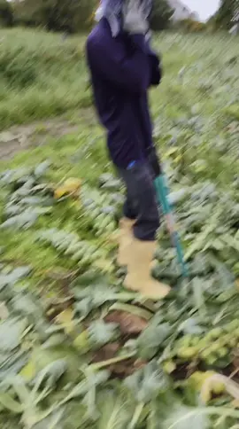 🐶🐶🐶🫠🫠🫠