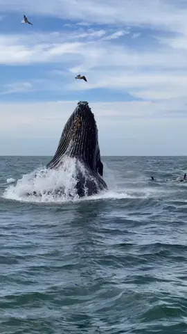 Ended the day with lots of lunge feeding Humpbacks. Also spent time with several Risso’s dolphins as well as Common dolphins on today’s extended trip. 🐳Book now using link in bio🎉 #whalewatching #whale #tail #humpbackwhale #breach #jump #fly #low #news #media #lunges #wildlife #montereycalifornia #coast #cali #sun #fun 