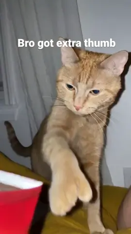 When your orange cat surprises you with an extra thumb! 😅🐾 Discover the uniqueness and charm of polydactyl cats. Have you ever met a kitty with extra toes? Share your adorable polydactyl cat stories in the comments! 🐱👍 #PolydactylCat #ExtraThumb #FelineUniqueness Credit: @mannywthumbs
