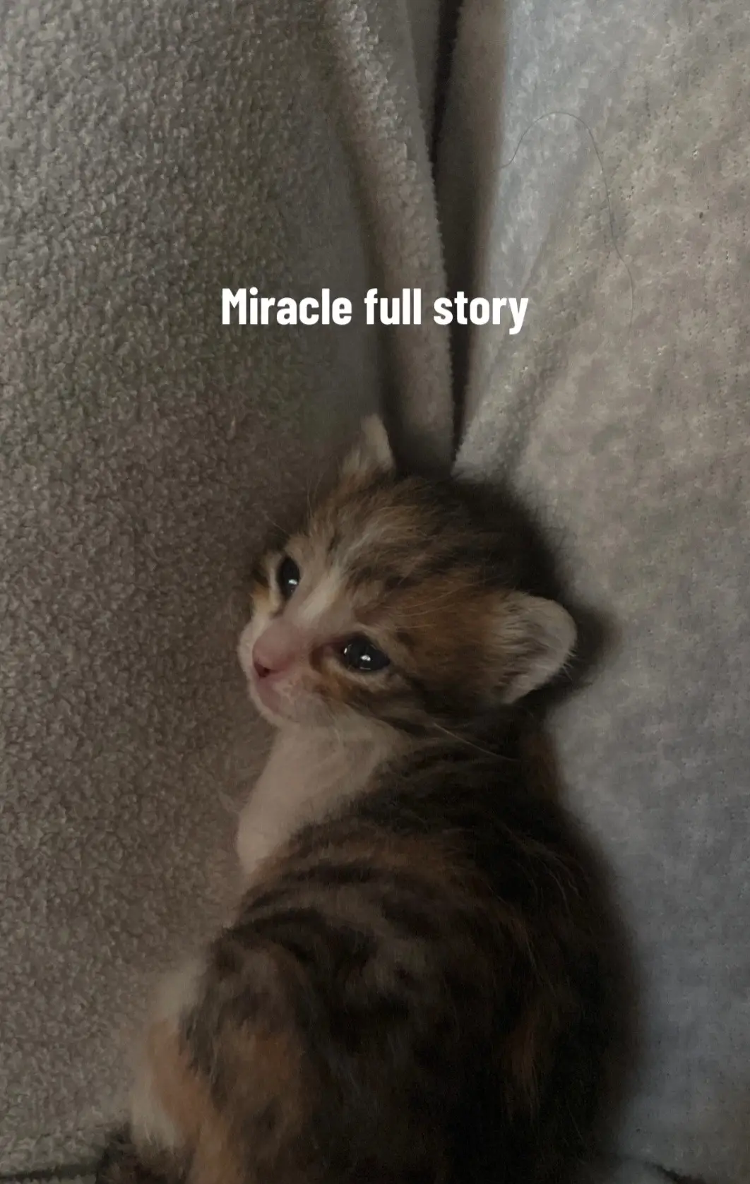 #miracle #miraclethecat #kittenrescue #kittensoftiktok #catsoftiktok #kittenlove #sadcat #sadkitten #fypシ 