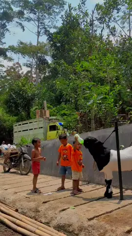 semangat bolo🥰