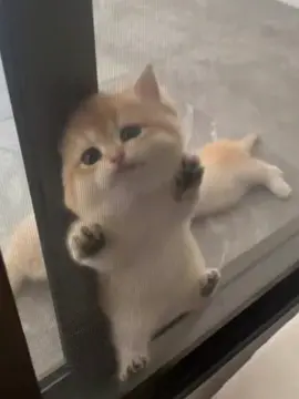#cat #cats #fyp #catsoftiktok #catmom #foryoupage 