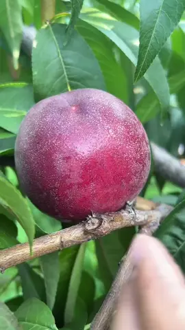 #fruit #sweet #fyp 
