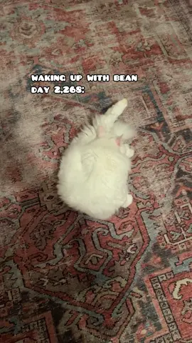 we’re thinking outside the box this morning… 📦 #catsoftiktok #PetsOfTikTok #funnyanimals #beautynthebean #cat #meow 