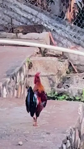 This one of things I like in Jamaica the birds chirpy the cockerel crowing, lizards making their sounds, nature in Jamaica is beautiful.😂🤩❤️🙏🇯🇲🇯🇲🇯🇲🇯🇲🇯🇲