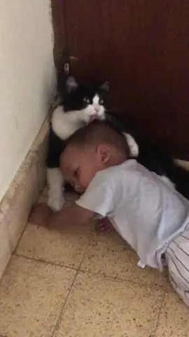 kenapa si kucing kalo sama bocil itu akur nya pol2 an🥲 #kucing #fyp 