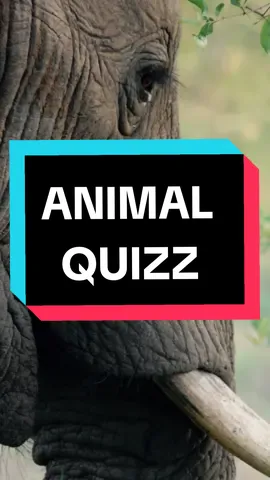 Can you get 4/4? #animals #animalquiz #quiz #quiztime #quizz #trivia #wildanimals #generalknowledge #knowledge 