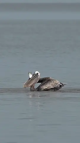 What does that pelican have? Let’s take a closer look. That was an oversized oily menhaden but isn’t going down without a fight. The fish is determined to find its way back into the water but this isn’t this pelican’s first fish wrangling rodeo. A few simple adjustments should send that fish right into its belly and if that doesn’t work then getting airborne should do the trick. Glad I’m not a fish.