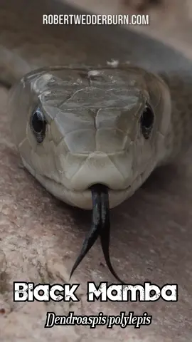 🐍 Black Mamba Flicking Its Tongue 🐍 A super close-up shot of a highly venomous Black Mamba flicking its tongue to smell its surroundings. The Black Mamba has such a bad reputation but as you can see from this video, this snake is completely relaxed and has no intention of being aggressive or even a slight bit defensive. This is the other side of Black Mambas that most people have never seen before, That's what makes this snake such a fascinating species to witness in the wild.  #blackmamba  #herpetology  #wildlife  #snake  #reptile