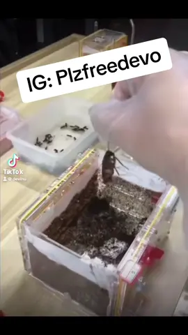 #fyp 