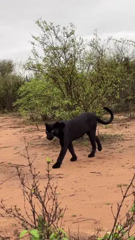 Giza The Magnificent Black Leopard 🐆 🐈‍⬛ For a chance to see black panthers in Africa consider a Kenyan #safari with #wildographer & guide @nickkleer * * #enquirenow https://instagram.com/nickkleer https://nickkleer.com * #Wildography #blackleopard #kenya #wildography_and_safaris #wakandaforever #bigcatsoftiktok #nickkleer #leopard #fypシ゚viral #viral 