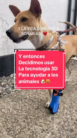 La mejor decision que hemos tomado 🙏🏻✨ #protesisanimales #protesis3d #protesisperros #impresion3d