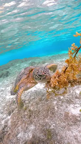 #turtle #seaturtle #beach #underwater #travel #ウミガメ #沖縄 