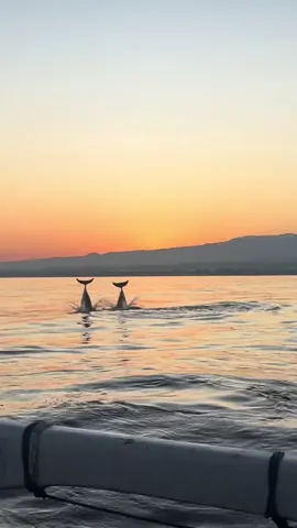 New core memory unlocked! Drove an hour from Pemuteran to Lovina at 4am to go dolphin watching. Best decision was to go earlier than scheduled time as there were less boats around. I cried a little 🥹 #thingstodoinbali #westbali #lovina #dolphinwatching #icried 