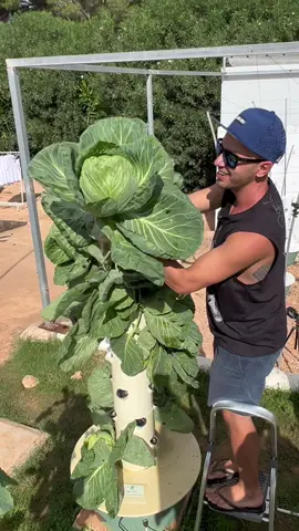 Cabbages, zucchini, and lettuce grown on aeroponic towers. Vertical farming with this soilless method allows you to grow over 160 different crops. #verticalfarming #towergarden #farming #agriculture #cabbage #hydroponics #zucchini #soilless #agriculture
