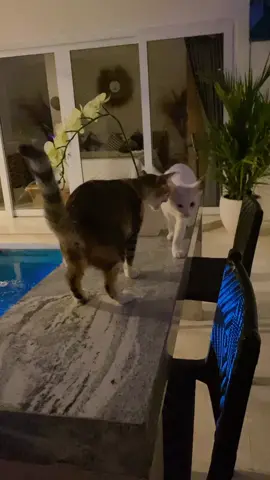 Good evening guys #kucingtiktokindonesia #kucingtiktokers #catloversoftiktok #fyp 