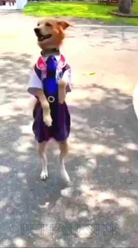 funny dog going to school 🤣😁 #school #dog #fyp #video #tiktok #cute #animals #fypシ #trending #unfreezmyaccount #viral #funny #viralmyvideo #schoollife #dogsoftiktok #like 