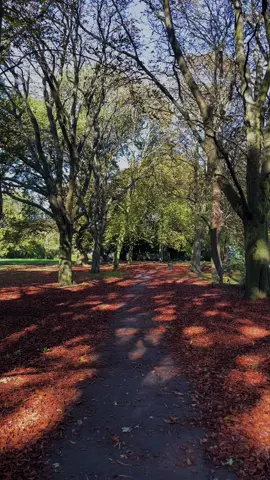 🍂 Embracing the crisp autumn air and golden leaves in the stunning UK parks! 🌳🍁