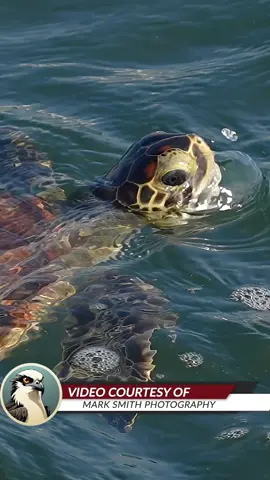 Had a short but very sweet visit from a young Green sea turtle this morning and instead of blowing me kisses, it blew me bubbles. #turtle #seaturtle #florida #reptile #ocean 