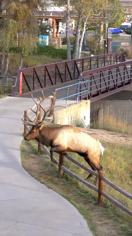 Big bull Elk's Bugle Echoes Through Town! Practically steps over that fence too!  #elkrut #elktok #elk #elkbugle #bullelk #colorado #foryou #fyp #bullelkcolorado #elkrutcolorado #elkrutseason #wildlifevideos #coloradowildlife #nationalgeographicwild #nationalgeographic #natgeo #coloradowildlife 