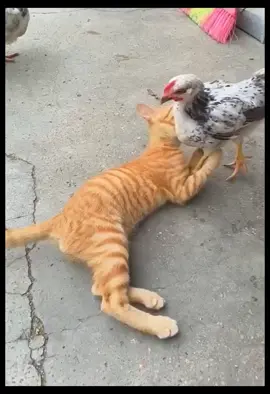 Ayam Main-mainin Si Kucing Oren 😂