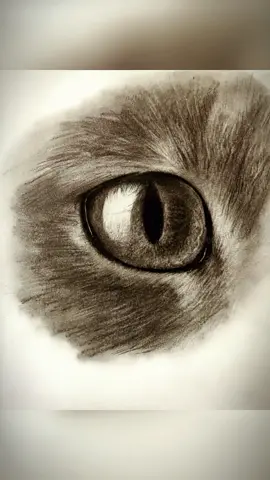 How to draw a cat’s eyes #catdrawing #learntodraw #drawing #sketch #drawingtutorial #art #fyp #foryou