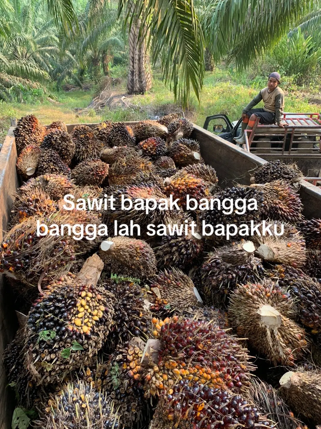 🥵 #sawitriau #kulisawit #sawitbatangcenaku 