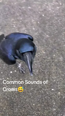 #funny #fyp #foryou #tiktok #crows #humor #funnyvideo 