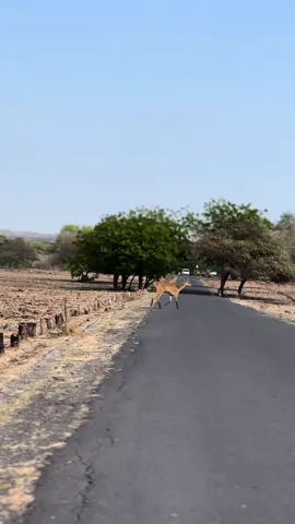 📍Baluran National Park Terletak di kabupaten Situbondo, Jawa Timur, disebut juga Little Africa atau Africa Van Java.  Taman Nasional Baluran mempunyai landscape yang memukau, Gunung Baluran yang dihiasi oleh savana, membuat suasana disini seperti di Afrika. Masuk menggunakan kendaraan pribadi, sejauh kurang lebih 12km dari jalan raya, inilah yang akan kalian lihat! Banyak sekali jenis satwa yaitu monyet, rusa, burung, serta ayam hutan. Banyak juga pepohonan yang belum pernah saya lihat sebelumnya. Pengalaman yang sangat berkesan!  Tips untuk kamu yang mau berkunjung ke Baluran National Park, datang pukul 6/7 Pagi, maka suhu belum terlalu panas, satwa bisa di lihat dari jalanan, dan tentunya belum banyak pengunjung. Disini laju kendaraan dibatasi yaitu 40km/jam, juga dilarang untuk memberi makan satwa!  #balurannationalpark #baluran #alasbaluran #gunungijen #kawahijen #banyuwangi #fyp @Om Supir #CapCut 