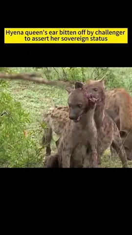 Hyena queen's ear bitten off by challenger #fyp #foryou  #animals  #animales #hyena #hyenas 