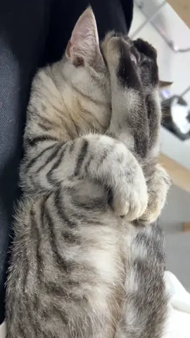 #fyp strange sleeping posture #cat #catsoftiktok 