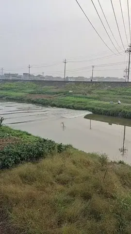 The old man has cultivated a wasteland by the river, and every day he cultivates it to watch the tides rise and fall. Do you like this simple and ordinary life?#tidal #Watchthetide #Stimulate #QiantangRiver