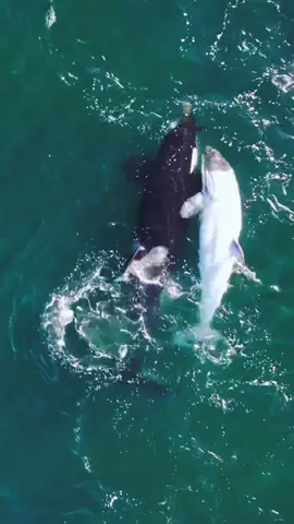 Sharing is caring! We can’t stop to think about our encounter with Killer whales yesterday including the unmistakable white one named Frosty. During our encounter, they hunted 3 sea lions and successfully captured two. When we found these whales they were leaping out of the water, breaching, celebrating their first meal. At first there were many humpback whales around them trumpet blowing and displaying signs of agitation. Video taken by @Dustin & Karissa Burkhouse edited by Mike Kauffmann 🐋 Book now by clicking link in the bio!  #whales #wildlife #drone #fly #news #friends #ocean #monterey #california #seemonterey #wild #photo #video #videography #frosty #white #ca #adventure 