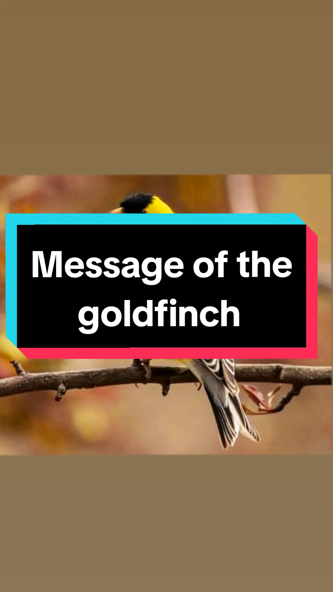 #spiritualtiktok #liftingandgifting #awakened #messages #signs #totemanimal #goldfinch 