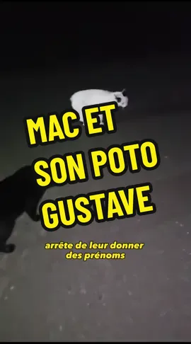 MAC ET SON POTO GUSTAVE #clochetteandcie #chatquiparle #chatdrole #animauxmarrant #animauxquiparlent #doublageanimaux #doublagedevoix 