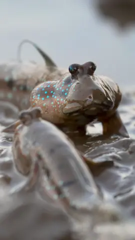 Are fish evolving again? This is the mudskipper an amphibious fish! #mudskipper #amphibian #wildlife_captures #featured_wildlife #wildlifeshots #natgeoyourshot #earthcapture 