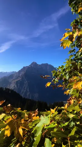 “today, in October sun, it’s all gold—sky and tree and water. Everything just before it changes looks to be made of gold.’ ”☀️  #autumnvibes #autumncolours #mountainsview #Outdoors #Hiking #swissalps #hikingtiktokadventures #switzerland #naturevideography #peacefulnature #fall #mountainlife #fallcolors #falltravel 