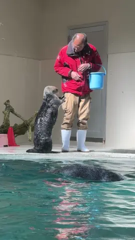 ラッコのキラちゃん•ᴥ•一生懸命ハイタッチするの可愛い😍 #ラッコ#鳥羽水族館#ラッコのメイちゃん#ラッコのキラちゃん#sea_otter #seaotter #ラッコ好き#とばすい#鳥羽水#水族館へ行こう#みんなの鳥羽水