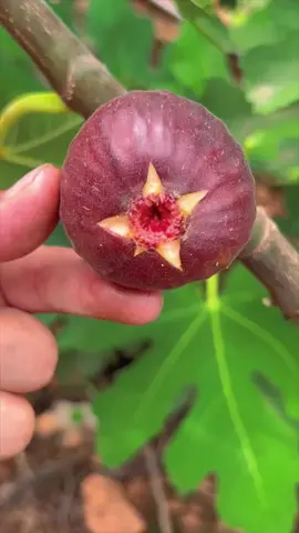 قطف ثمار التين #فاكهة 