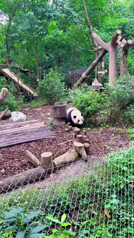 #panda #pandas #pandananny #pandanganpertama #pandanalas #pandasakha #熊猫宝宝 #pandahuahua #熊猫花花 