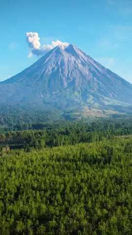 Enchanting views from Pronojiwo, where pines and the majestic Mount Semeru create a serene paradise in East Java! 🌲🏞️ A tranquil escape, whispering tales of nature's splendid beauty and serene adventures. 🍃✨ Captured by @canro_simarmata 🎥 #WonderfulJourney #WonderfulIndonesia