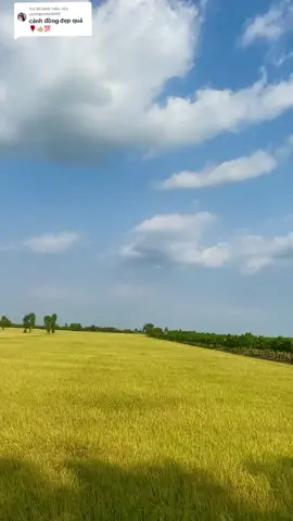 Trả lời @yennguyen4695 Cảnh đồng lúa chín vàng đẹp nè e 🌾🌾🌾🌾😍😍😍😍 #QueHuong #MienTay  #nhachaymoingay  #Canhdepmientay  #Nhachay #nhactrutinh  #XuHuongTikTok 