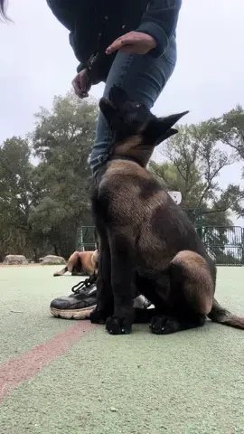 Malinois puppy training 🎬 #puppymalinois #puppytraining #puppyoftiktok #run #dogsoftiktok #foryou #malinoisk9 