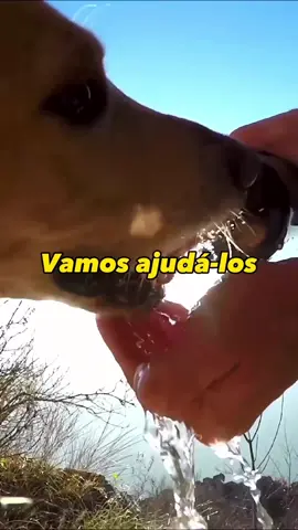 🚨Vamos ajudar os animaizinhos de rua, colocando uma vasilha de água 🙏🐶, vamos ajudar o próximo 👏👍🥰. #cachorrosdotiktok #animais #animaisderua #ajudeoproximosempre #ajudeoproximo #agua #amoanimais #amor #amoquatropatas 