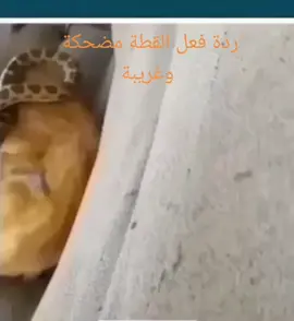 #foryou #tiktok #است #fo💚r💚you♥️pa💚ge💘 #اسيا_العنزي #fo💚r💚 #venlo #tiktok #است #fo💚r💚you♥️pa💚ge💘 #اكسبلور #المغرب🇲🇦تونس🇹🇳الجزائر🇩🇿 #الجالية_المغربية_في_كل_مكان🇲🇦🇲🇦 #العربية #pourtoi #pourtoipage @نورشمس @Amir /Rotterdam 