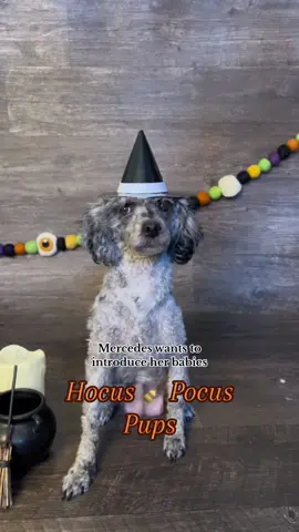 The SANDERSON pup are ready for🐾🎃👻SPOOKY SEASON! Are you? #fyp #fypシ #fypシ゚viral #fy #4u #trending #viral #hocuspocus #hocuspocuschallenge #spookyseason #halloween #halloweenseason #puppies #toypoodles #poodlepuppies #merletoypoodle #merle #bluemerle #bluemerlepuppy #bluemerlepoodle #blackpoodle #blacktoypoodle #charlotte #charlottenc #puppiesoftiktok #dogsoftiktok #PetsOfTikTok #littletoypoodles #poodlesoftiktok #toypoodlesoftiktok #breeder #dogbreeder #poodlebreeder