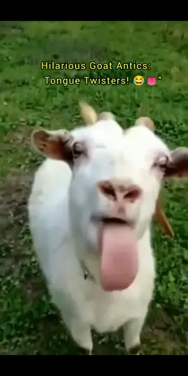 When Goats 🐐  Speak with Their Tongues 😛👅 Hilarious Encounters |🐐 Goat funny #tiktok #GoatTongueTales #FunnyGoats #TongueOutTuesday #GoatAntics #GoatsGoneWild #AnimalComedy #CheekyGoats #LaughOutLoud #FarmLife #HilariousPets #TongueTwisters #GoatLove #BarnyardBanter #AnimalHumor #GoatVibes #CuteAndFunny #TongueWagging #VideoOfTheDay #FarmAnimals #SmileMakers 