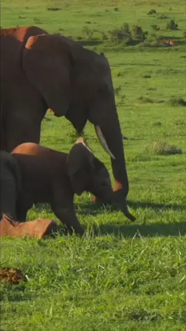 Most beautiful elephant claves playing. #wildlife #elephant #claves #calf ##playing #naturelovers #wildtierwunder #naturephotography #tierfreunde #natureobsessed #animalplanet #wildlifewatch #naturspaziergang #natureexploration #wildlifephotography #naturecommunity #animalencounters #naturabenteuer #wildlifeadmiration #natureconnection #animalbehavior #wildlifeconservation #natureinspired #tierenthusiast #wildlifeencounters #naturwunder #naturerelaxation #animalzen #birdsoftiktok #beruhigendetierwelt #serenitätindernatur #peacefulanimals #tranquilbirds #naturevibes #wildlifetherapy #naturesounds #viral #fyp #fürdeineseite #relaxationstation #tiktokrelax #chillwithanimals #explorenature #furryfriends #naturserenade #naturecapture #wildlifewonders #naturemagic #naturediscoveries #animalinsights #wildlifemarvels #exploretgewild #natureserenity #wildlifegems #naturespectacle #relaxwithnature #tranquilescape #soothingwildlife #chillvibes #naturecalm #peacefulmoments #zenwildlife #relaxationjourney #calmnaturesounds #naturetherapy #tiktoknature #tiktokwildlife #tiktokvibes #tiktokrelax #tiktokexplore #tiktokanimals #tiktoknaturewalk #tiktokchill 